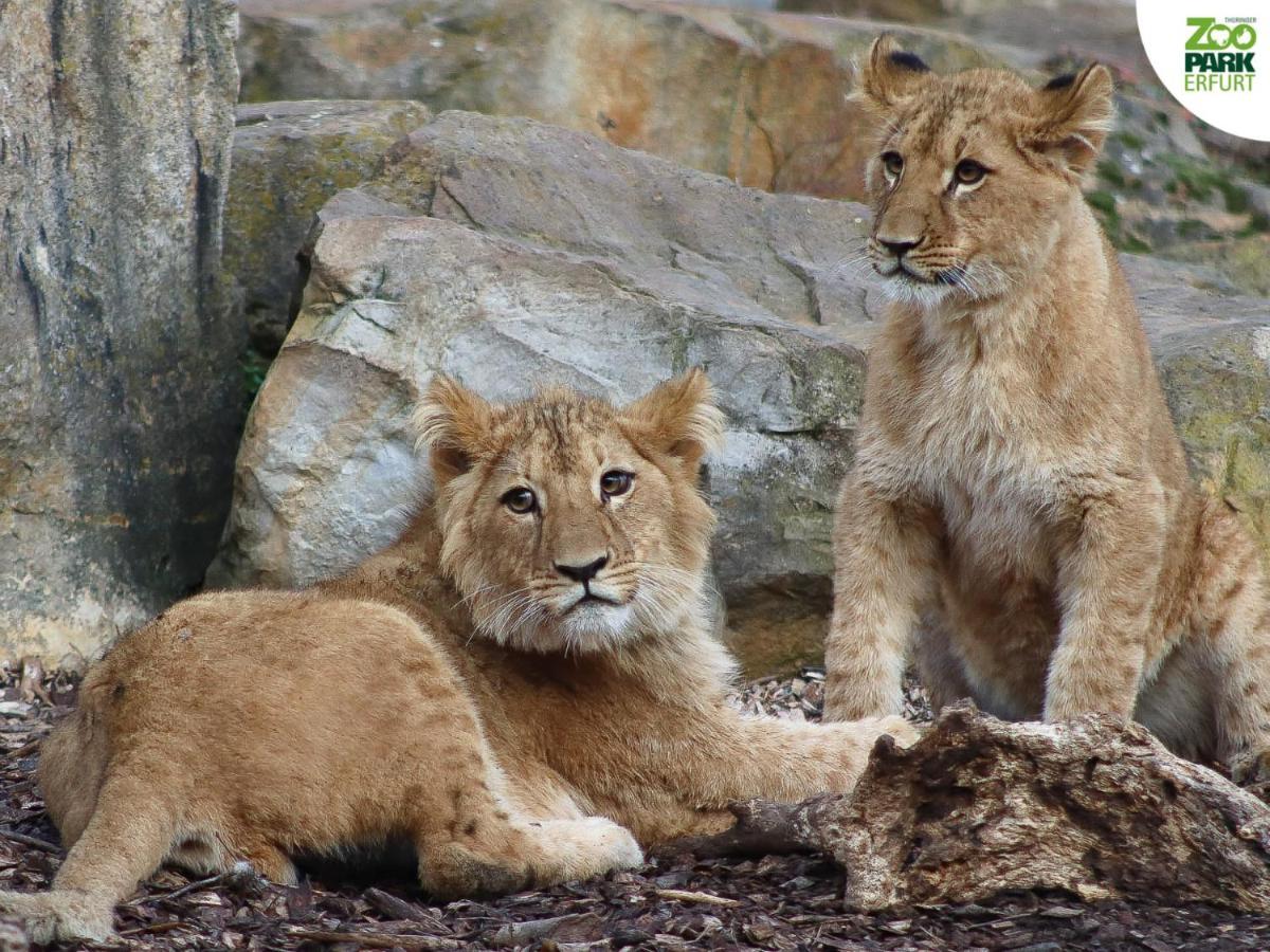 Im Zoopark *